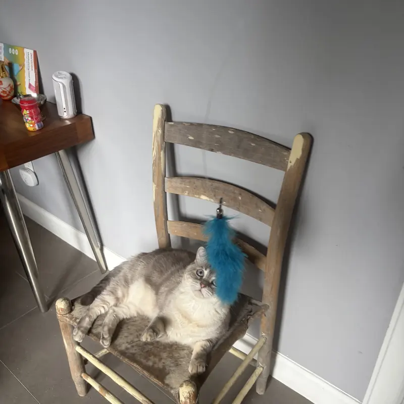 A fluffy cat curled up on a wooden chair with a blue feather toy