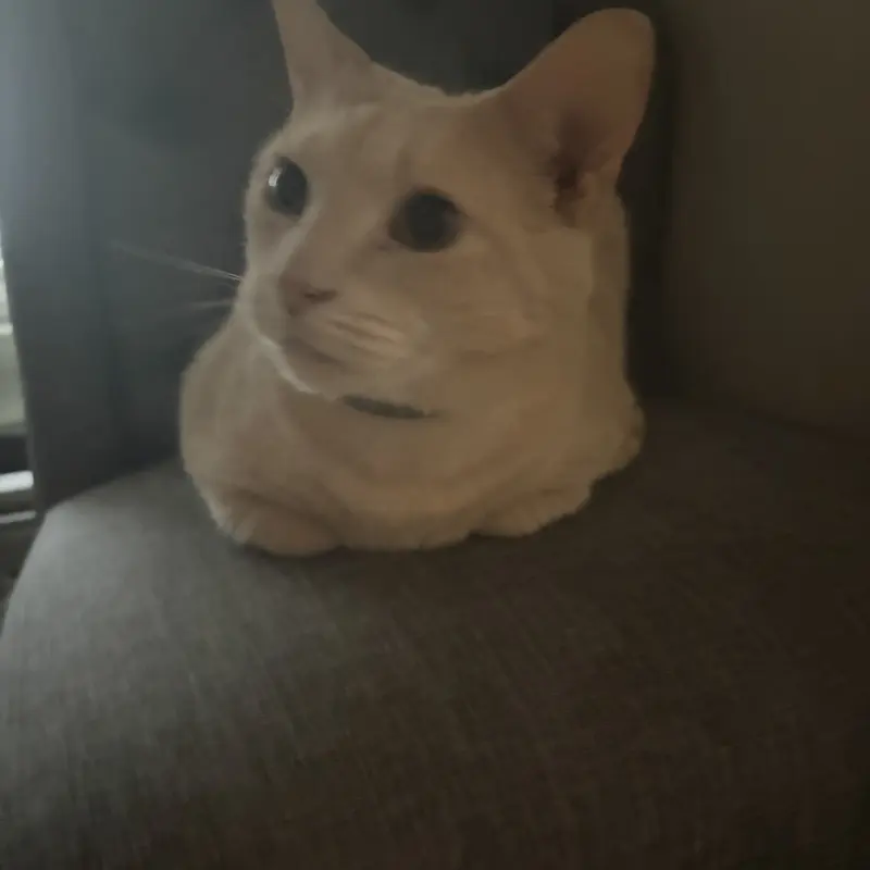 A cream cat in a perfect loaf on an armchair