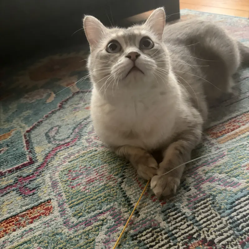 A cat client lying on a rug, mid-game with a string toy
