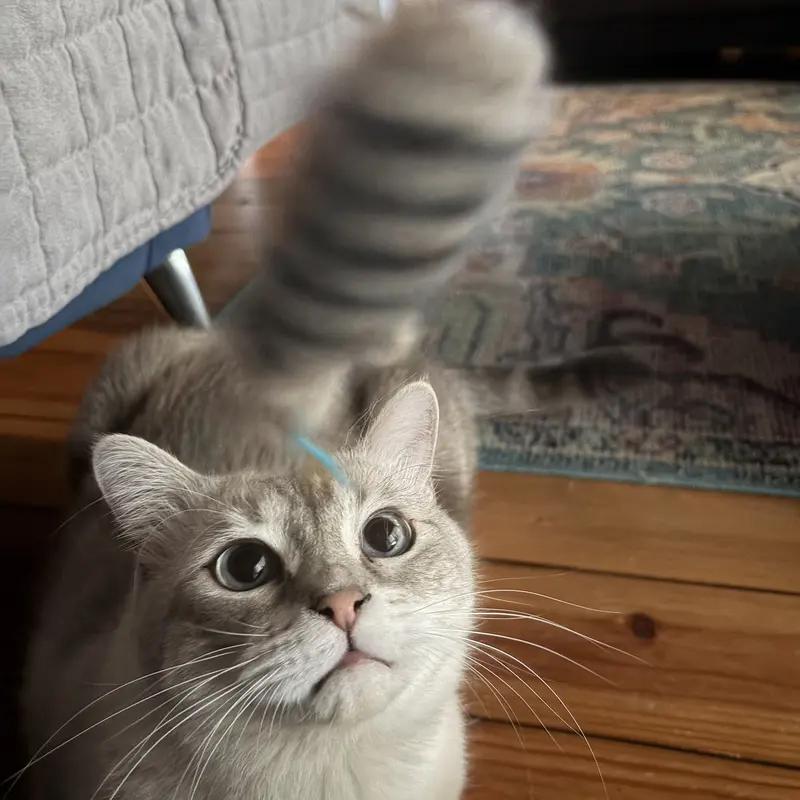 A cat looking up, locked onto a feather teaser toy