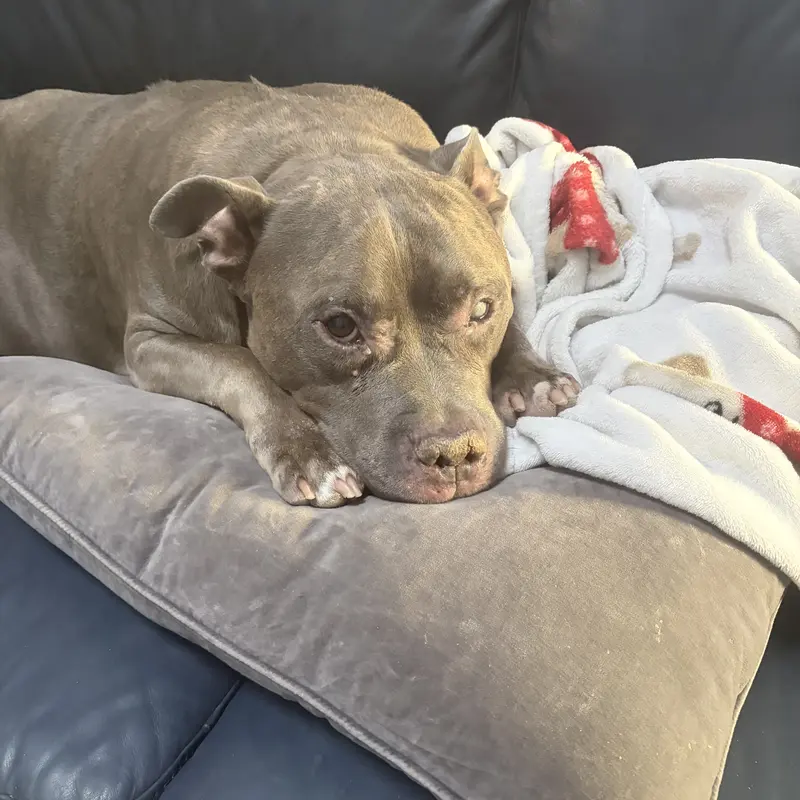 A gray pit bull dozing on a cushion during an overnight stay