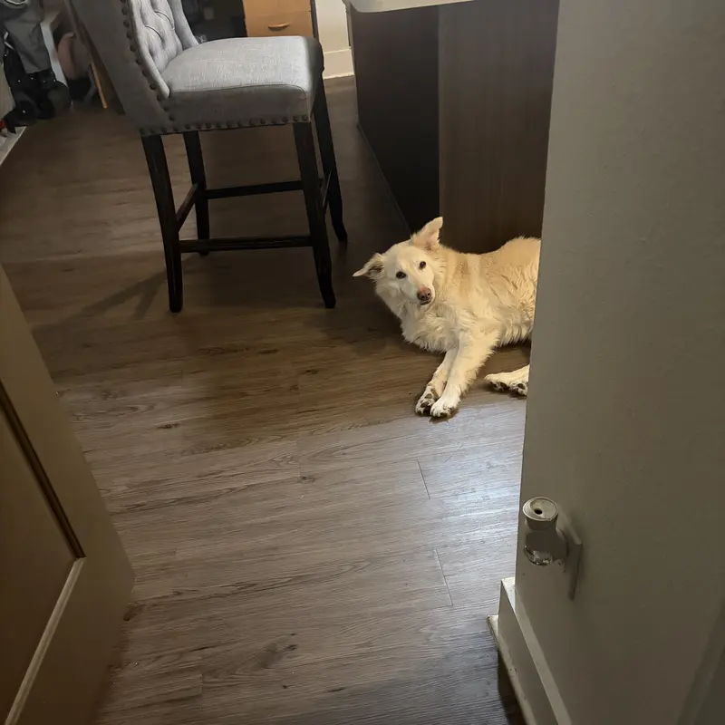 A cream dog relaxing on the floor, keeping an eye on things
