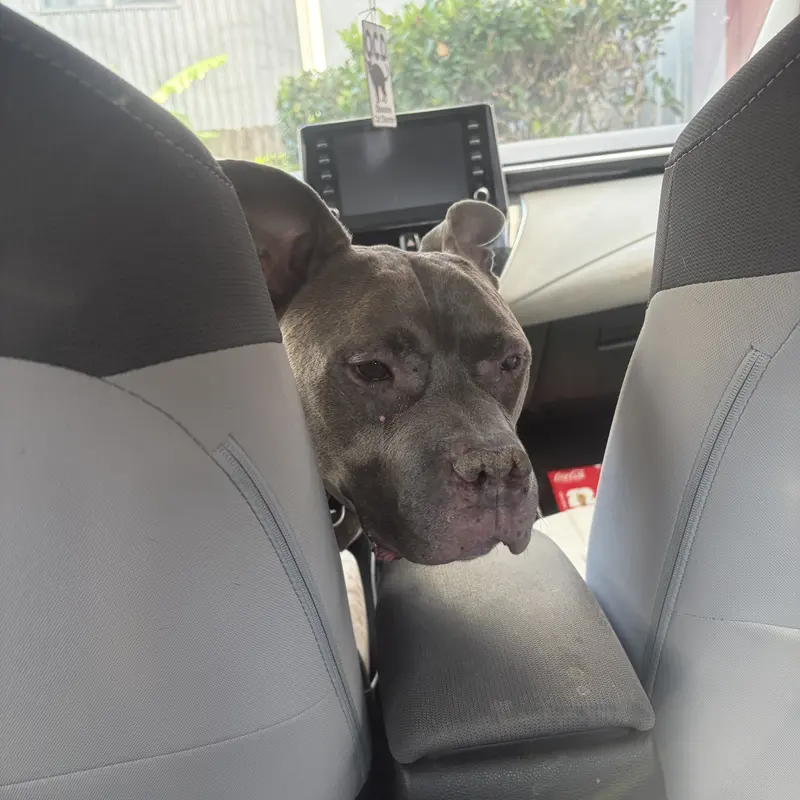 A gray pit bull peeking between the front seats on a car ride