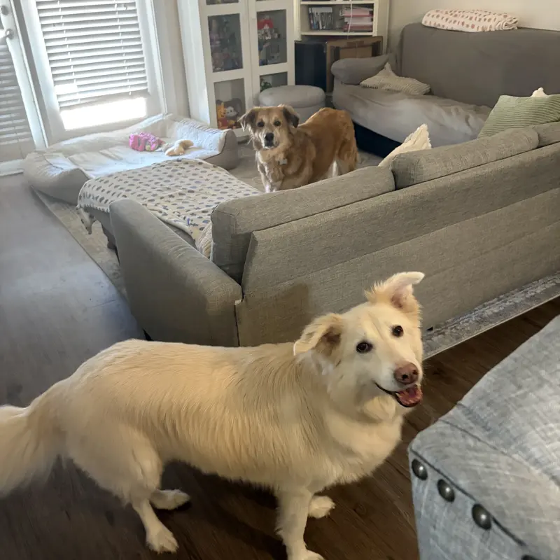 Two dogs in a living room, one posing for the camera