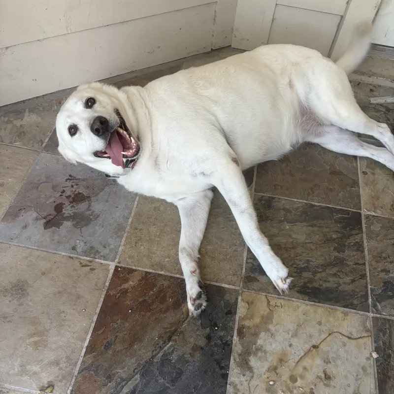 A happy white Labrador flopped on the tile floor