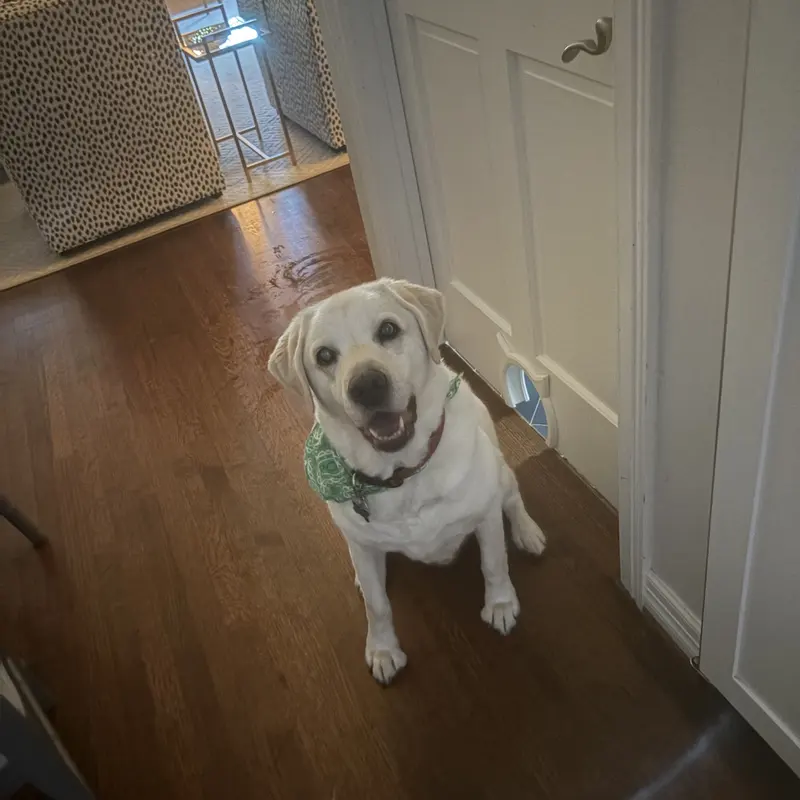 A white Labrador client sitting and smiling up at the camera